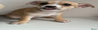 Chihuahua Puppy 2