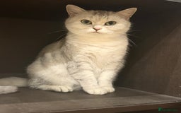 British Shorthair cats for sale: Kitten - Image 5