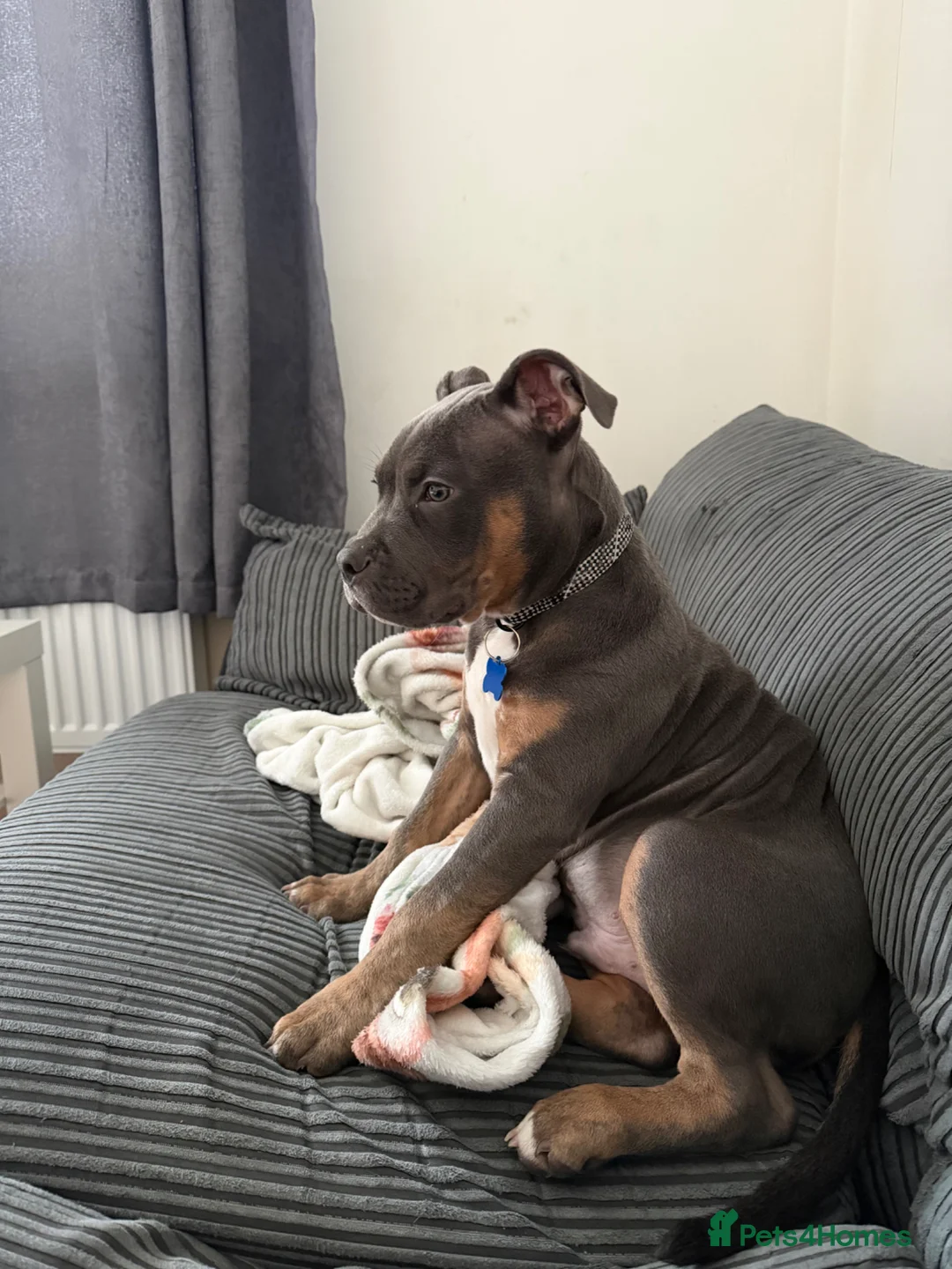 Mixed Breed dogs for sale: Staff x pocket bully.  - Advert 3