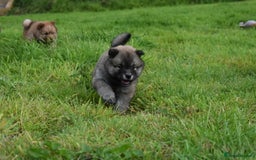 Siberian Husky dogs for sale: Beautiful Chowski puppies  - Image 12