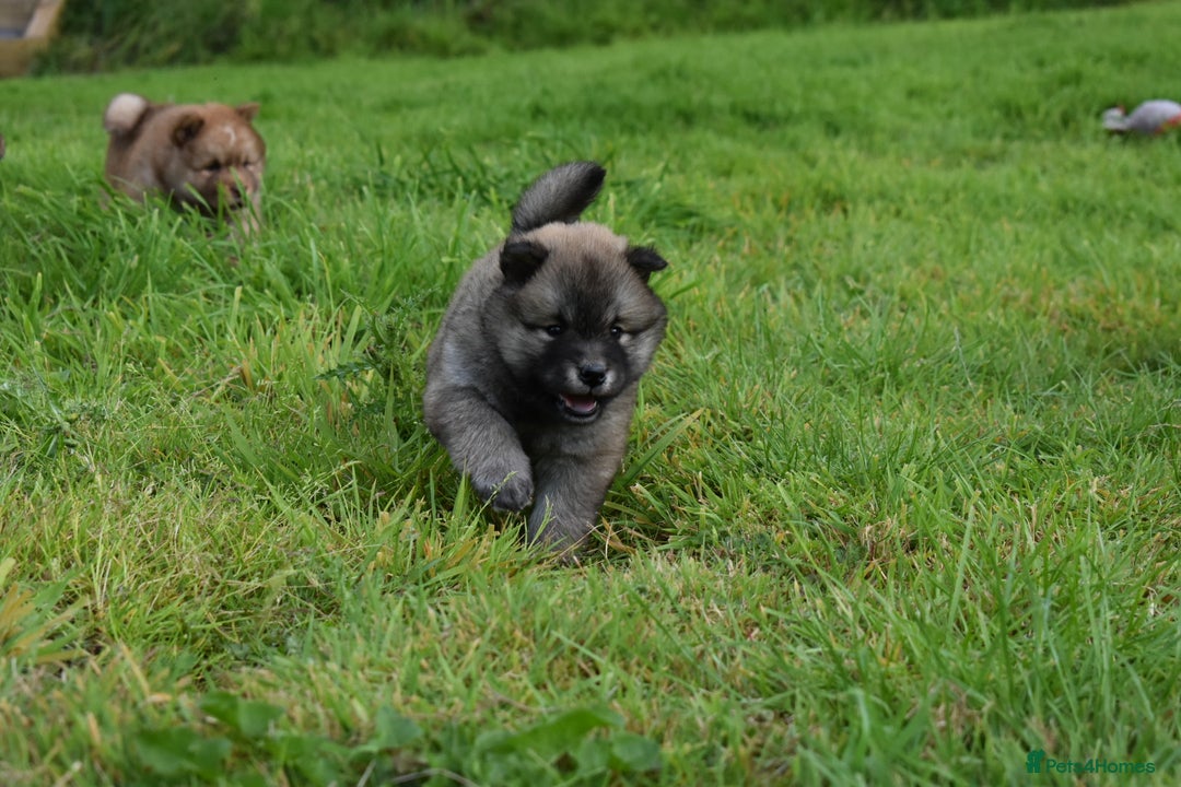 Siberian Husky dogs for sale: Beautiful Chowski puppies  - Image 12