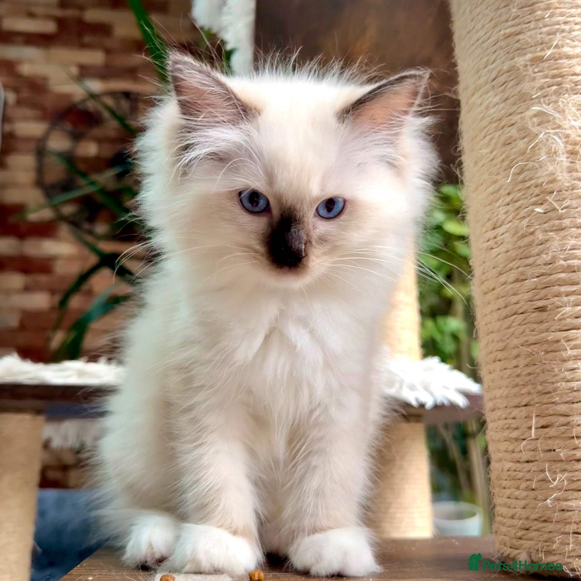 Ragdoll cats 🏆Sired by Imperial Grand Champion TICA REGISTERED - Advert 2