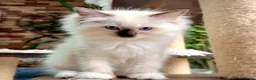 Ragdoll cats for sale: 🏆Imperial Grand Champion Sons! - Advert 3