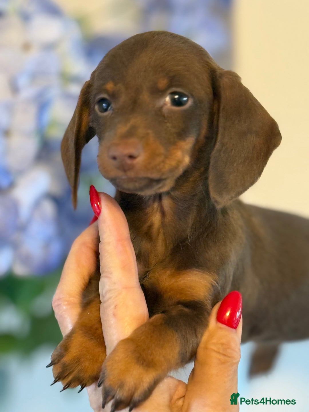 Miniature Dachshund dogs for sale: BEAUTIFUL MINIATURE DACSHOUND GIRL READY TO GO NOW - Advert 2