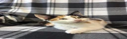 Mixed Breed cats for sale: 5 Gorgeous Kittens - Advert 16