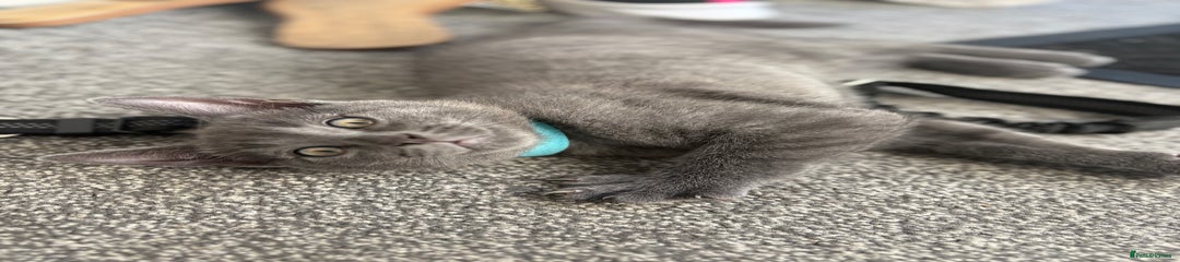 Russian Blue Kitten 1