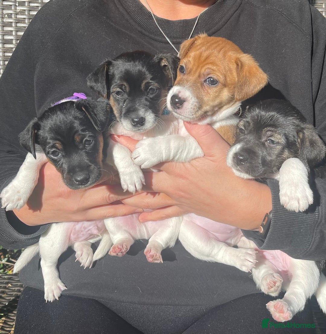 Jack Russell dogs for sale: Stunning Jack Russell puppies - Advert 22