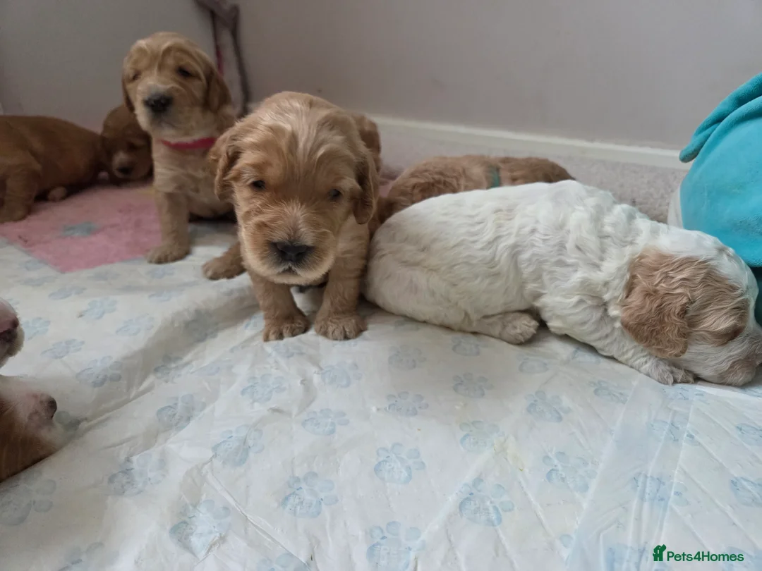 Cockapoo dogs for sale: F2 Cockapoo Puppies - Advert 12