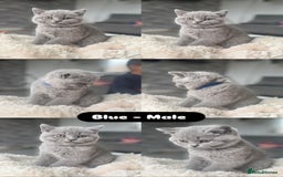 British Shorthair cats for sale: Beautiful British short hair kittens for sale  - Image 3