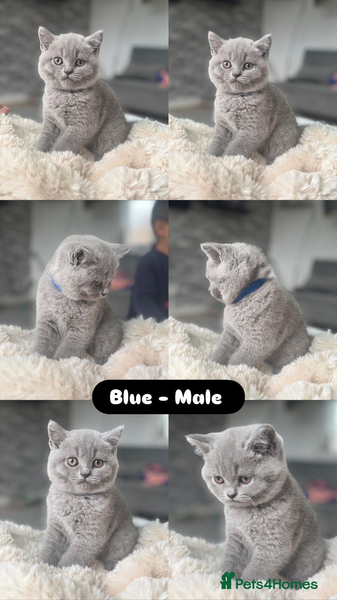 British Shorthair cats for sale: Beautiful British short hair kittens for sale  - Image 3