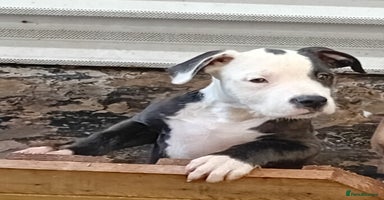 Mixed Breed dogs Bull wheaten pup available ready to go - Advert 4