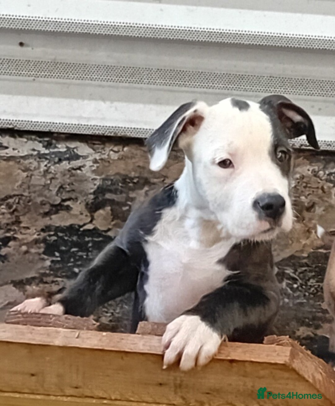 Mixed Breed dogs for sale: Bull wheaten female pup  - Advert 3