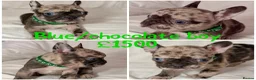 French Bulldog dogs for sale: Reduced to £1250. 1 boy 2 girls left - Advert 28