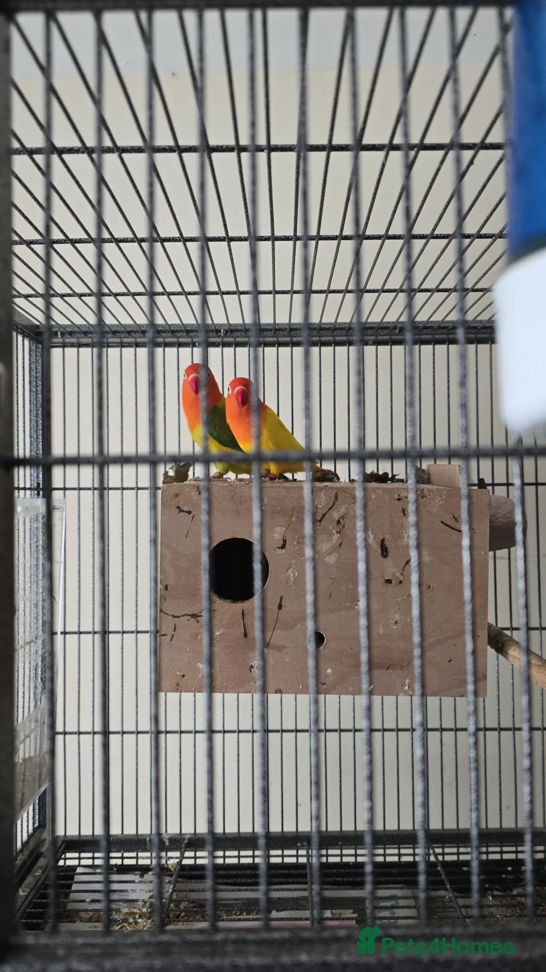 Lovebirds birds for sale: Sale of opline , deceno love bird very rare colour in Hayes - Advert 2