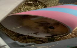 Guinea Pig rodents for sale: 2 Female Guinea Pigs - Image 6