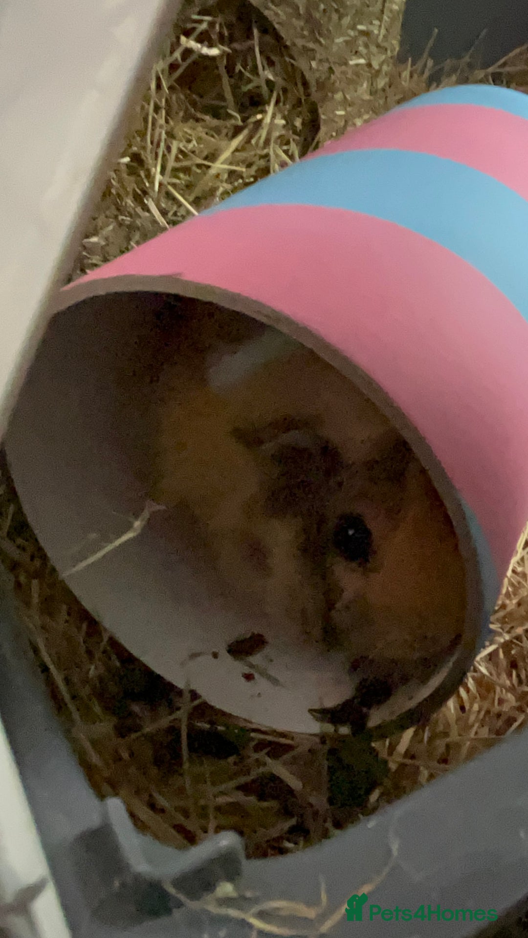 Guinea Pig rodents for sale: 2 Female Guinea Pigs - Image 6
