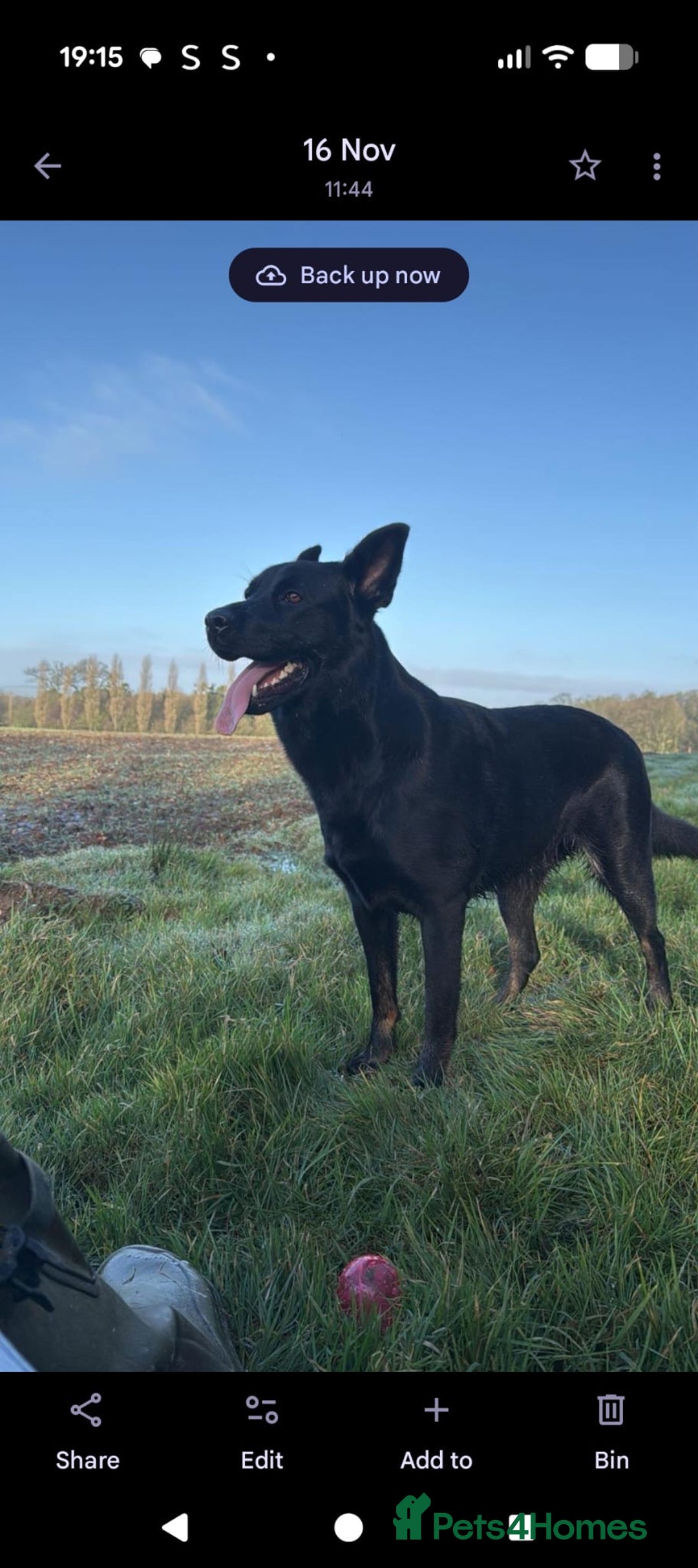 Mixed Breed dogs for sale: German shepherd x Rottweiler dogs for sale  - Advert 2