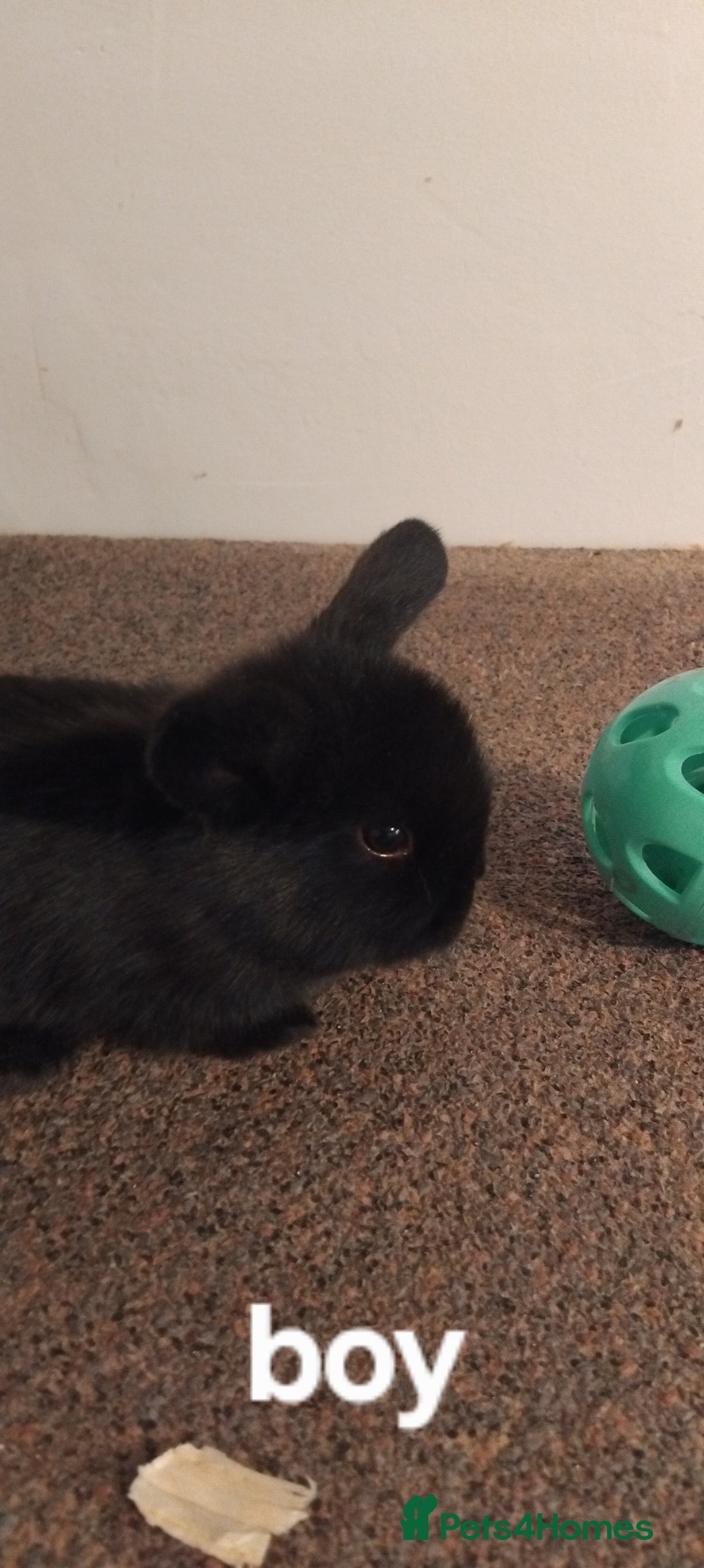 Mini Lop rabbits for sale: 4x gorgeous mini lop bunnies - Image 7