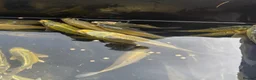 Koi Carp fish for sale: Young Carp Mirror Common Ghost  in Leicester - Advert 3