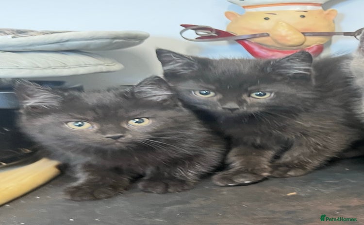 Persian cats in Barnsley - Advert 1