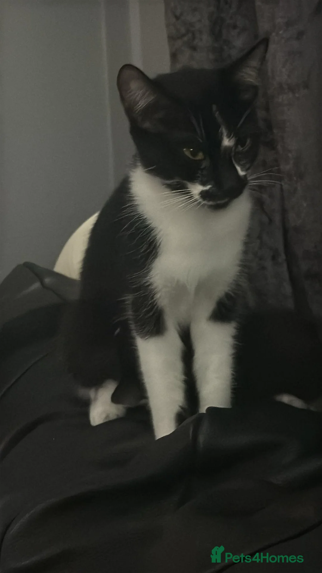 Mixed Breed cats for sale: 5 babys available  - Advert 1