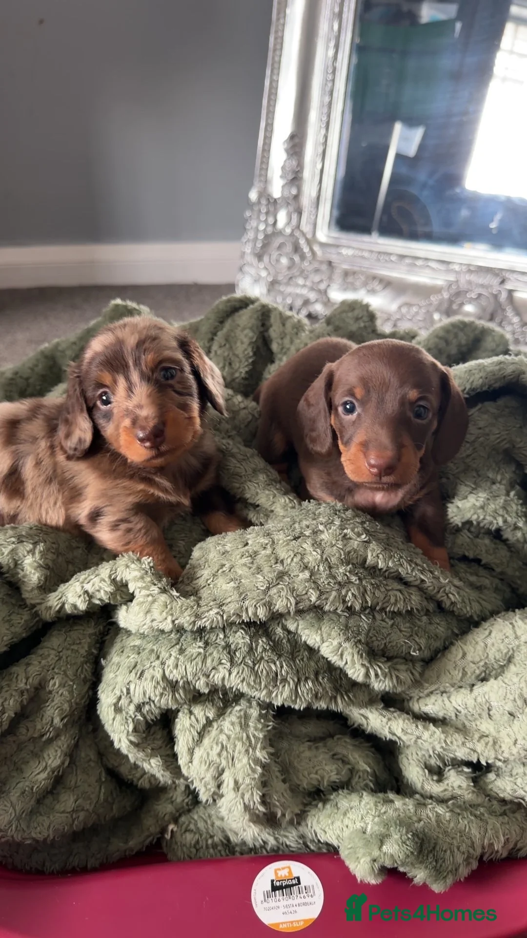 Miniature Dachshund dogs for sale: Long haired fluffy miniature dachshund  - Advert 2