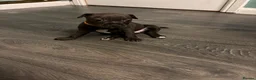 Staffordshire Bull Terrier dogs for sale: Staffie Puppies - blue & brindle in Ellesmere Port - Advert 6