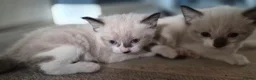 Burmese cats for sale: Burmese cross kittens - Advert 11