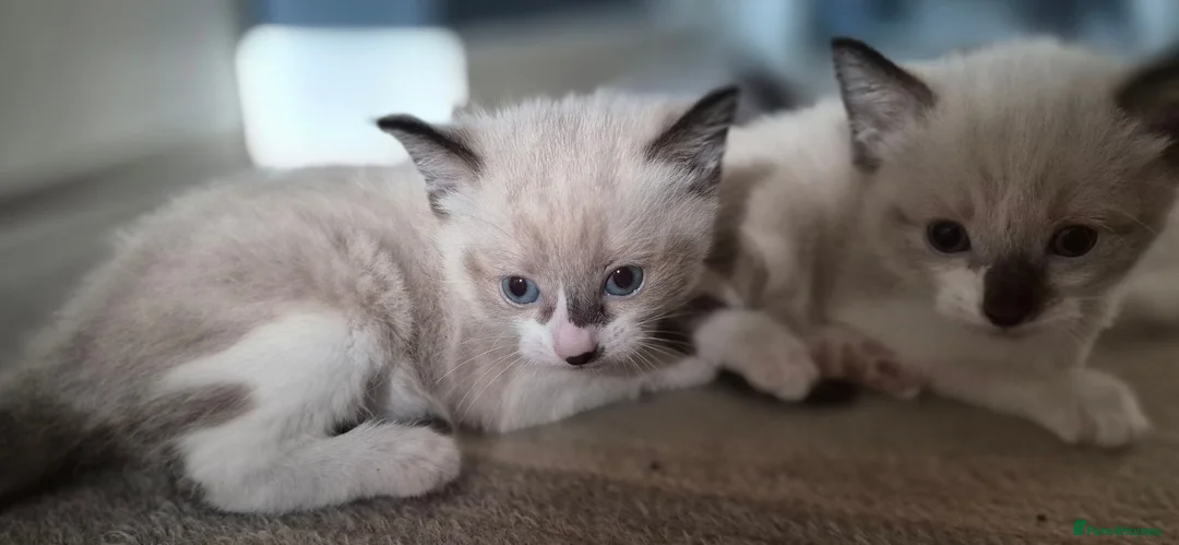 Burmese cats for sale: Burmese cross kittens - Advert 11