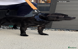 Staffordshire Bull Terrier dogs for stud: STORM FOR STUD in Newton Aycliffe - Image 27