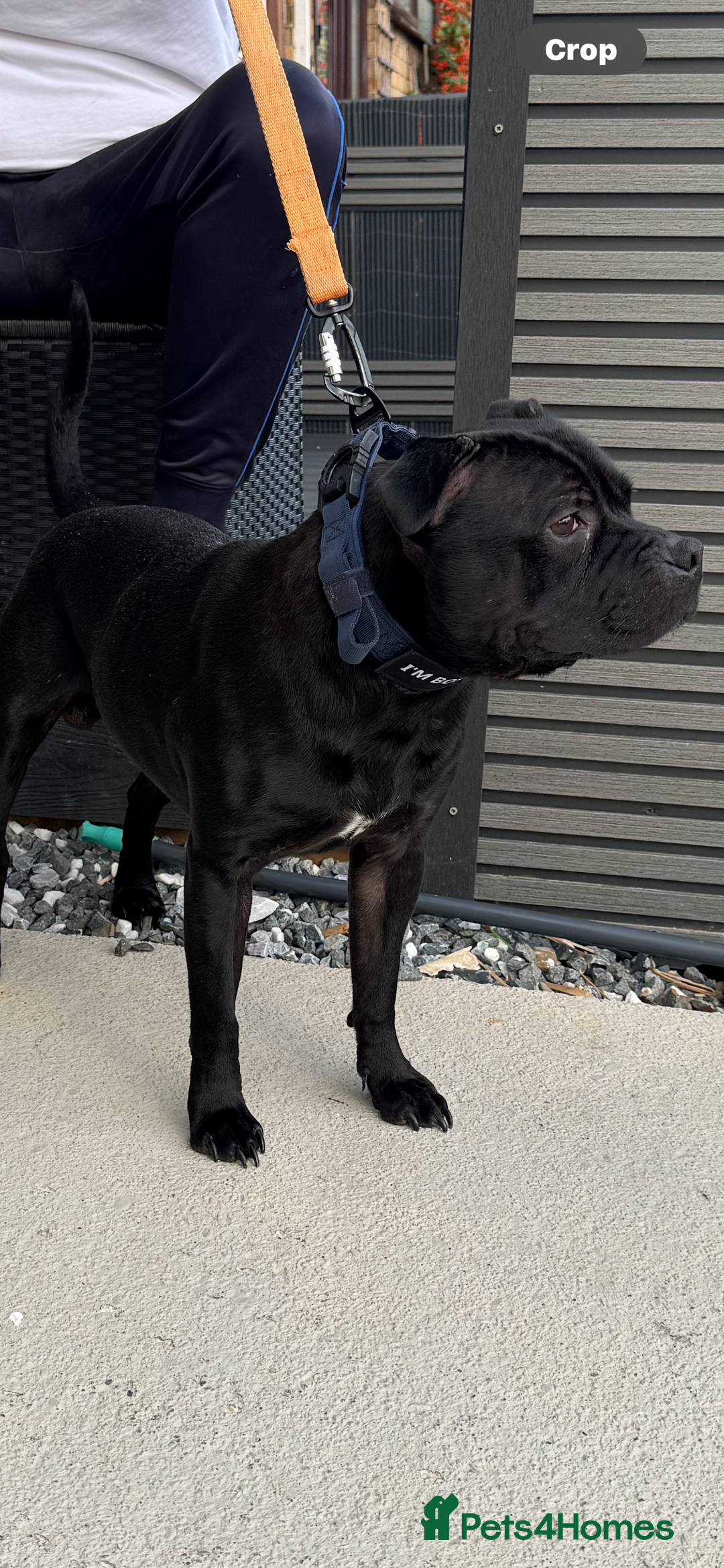 Staffordshire Bull Terrier dogs for stud: STORM FOR STUD in Newton Aycliffe - Image 27