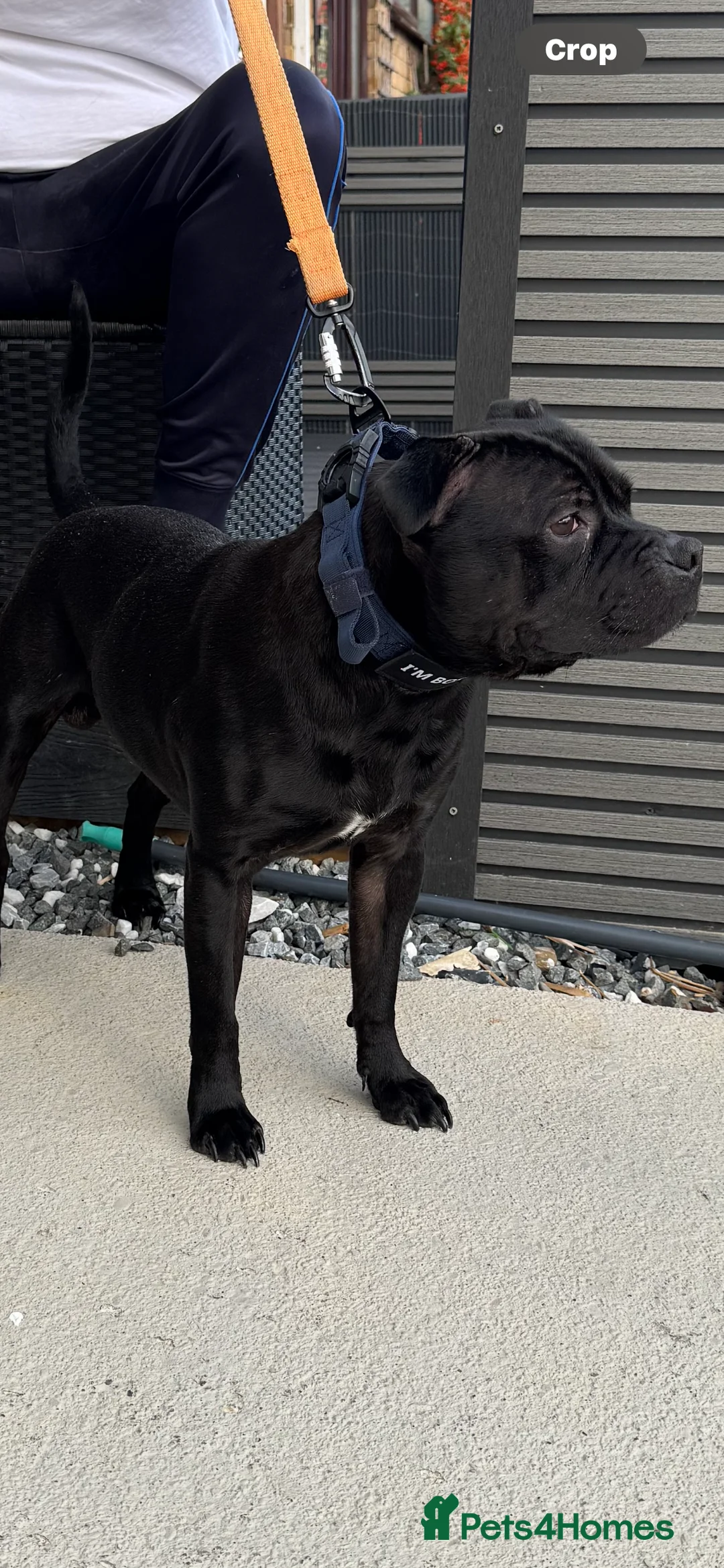 Staffordshire Bull Terrier dogs for stud: STORM FOR STUD in Newton Aycliffe - Advert 27