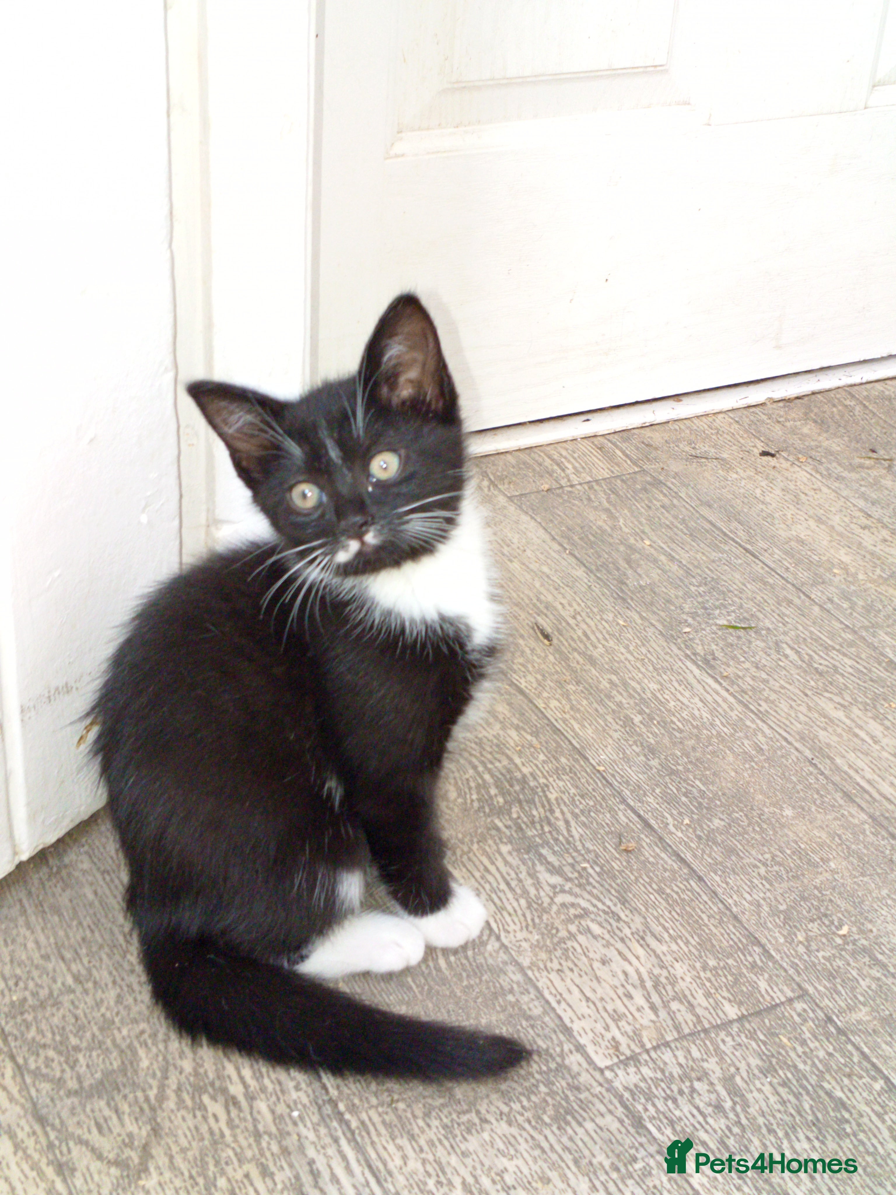 Mixed Breed cats Female kitten - Advert 5