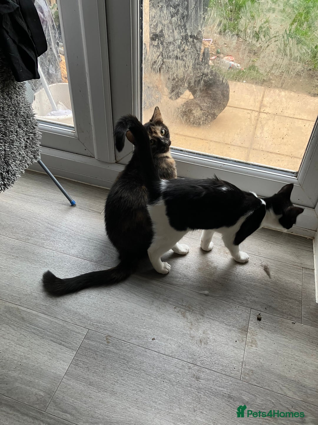 Mixed Breed cats for sale: Female needing new home  - Advert 2