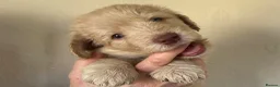 Double Doodle dogs for sale: 2 Stunning Standard F3 Labradoodle boys-cream/choc - Advert 1