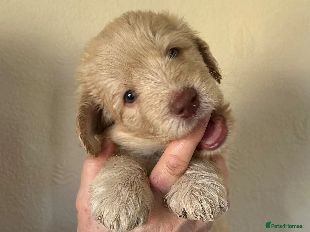 Double Doodle dogs for sale: 2 Stunning Standard F3 Labradoodle boys-cream/choc - Advert 1