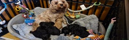 Cavapoo dogs for sale: Gorgeous f1b Cavapoo pups - Advert 21