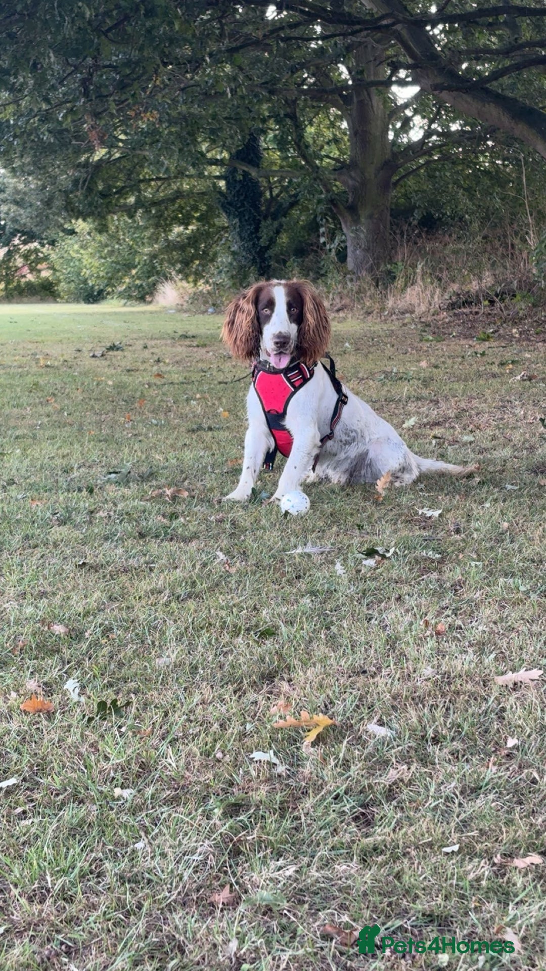 Sprocker dogs for sale: Sprocket for sale - Advert 4