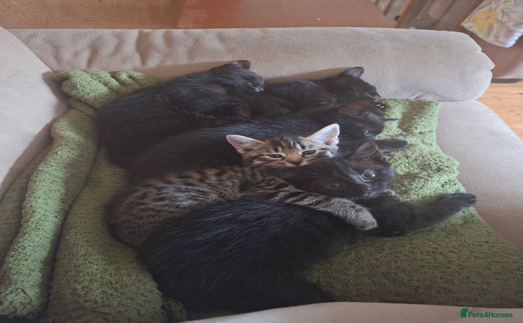 Mixed Breed cats - Advert 4
