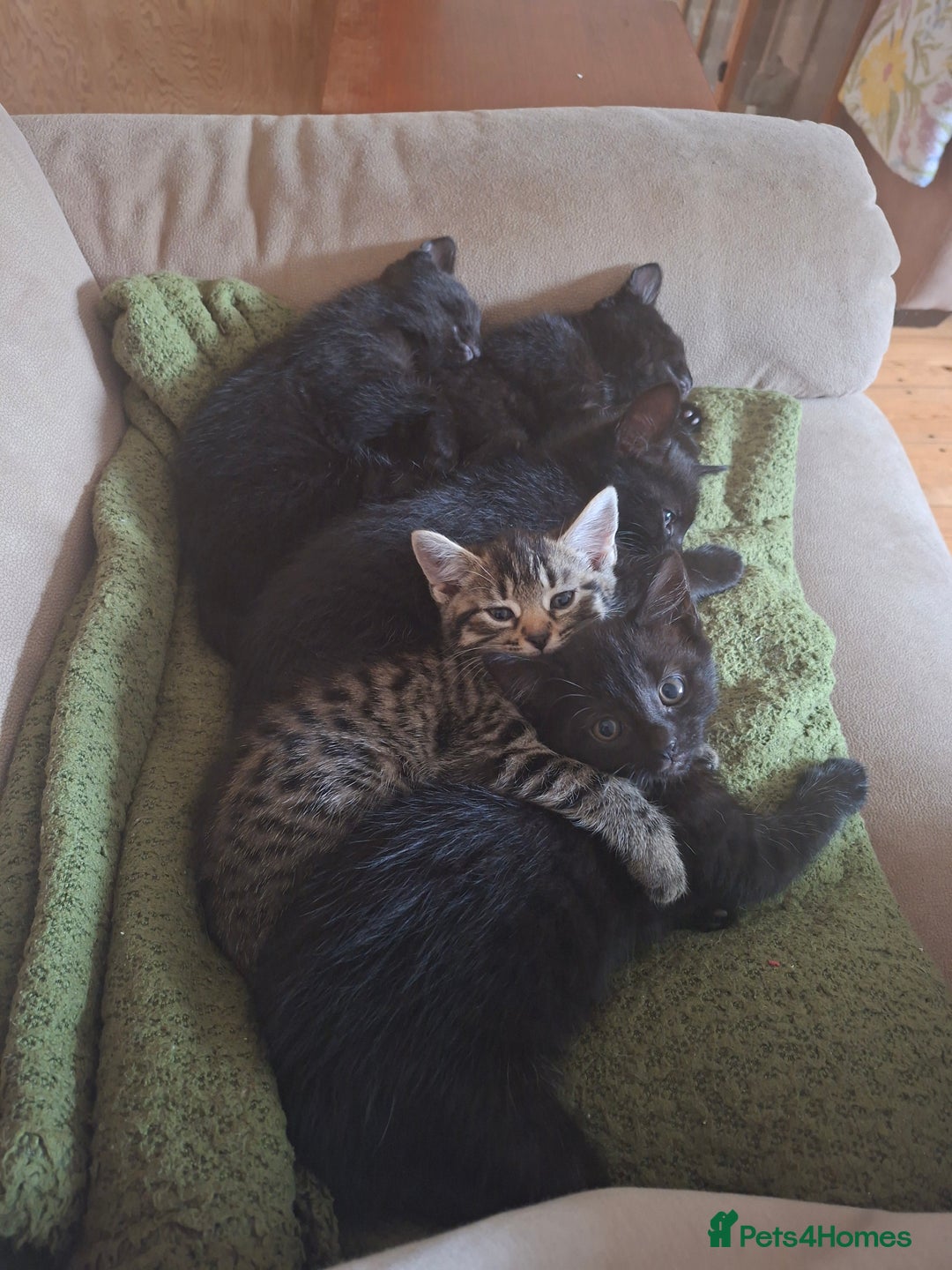 Mixed Breed cats for sale: 5 beautiful kittens looking for their forever home - Image 1