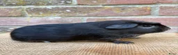 Guinea Pig rodents for sale: Handsome boars  - Advert 5