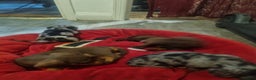 Miniature Dachshund dogs for sale: Miniature Dachshund  - Advert 9