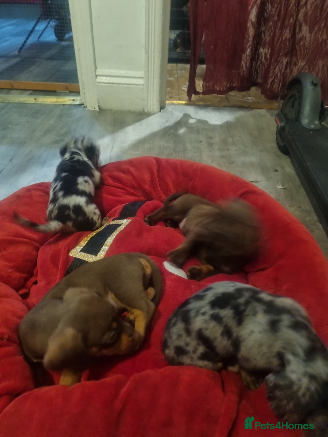Miniature Dachshund dogs for sale: Miniature Dachshund  - Advert 9