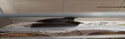 Quail poultry for sale: 2 x male button quail  - Advert 4