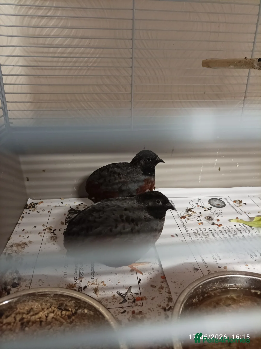 Quail poultry for sale: 2 x male button quail  - Advert 4