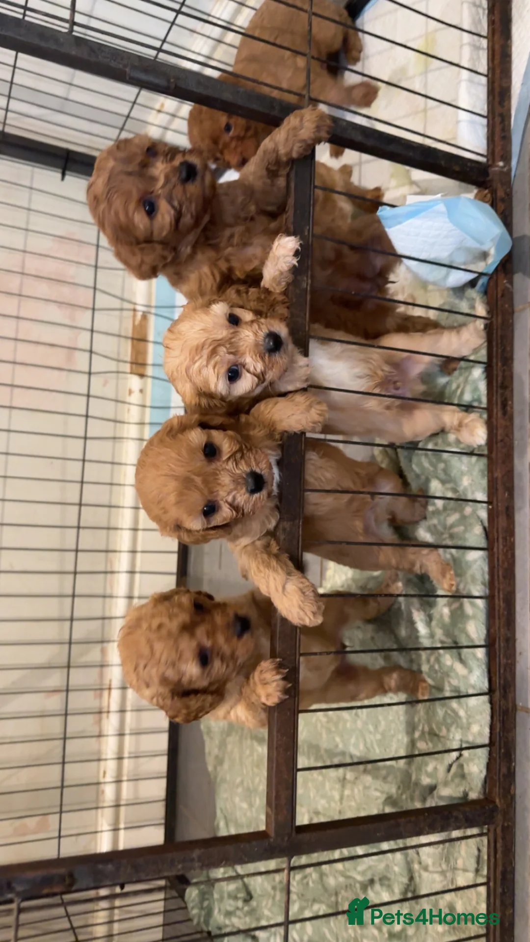 Mixed Breed dogs for sale: Cavapoochon - Advert 2