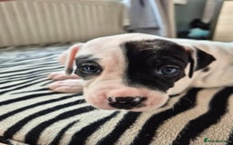 American Bulldog dogs for sale: American Bulldog Puppies  - Image 5