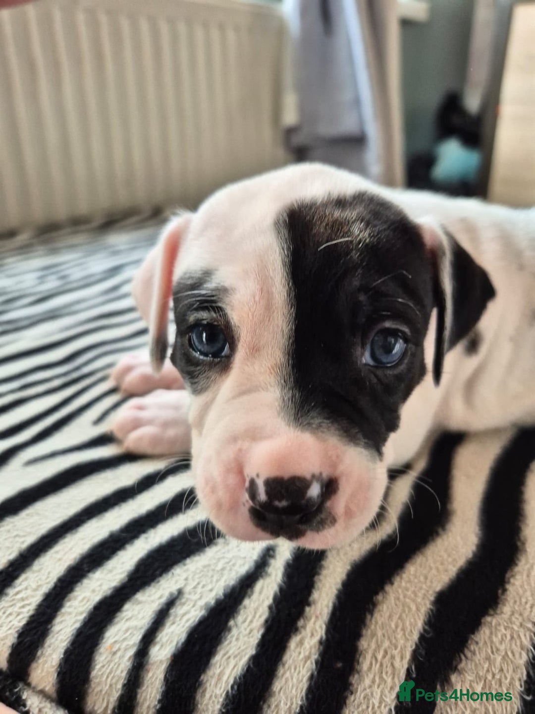 American Bulldog dogs for sale: American Bulldog Puppies  - Image 5