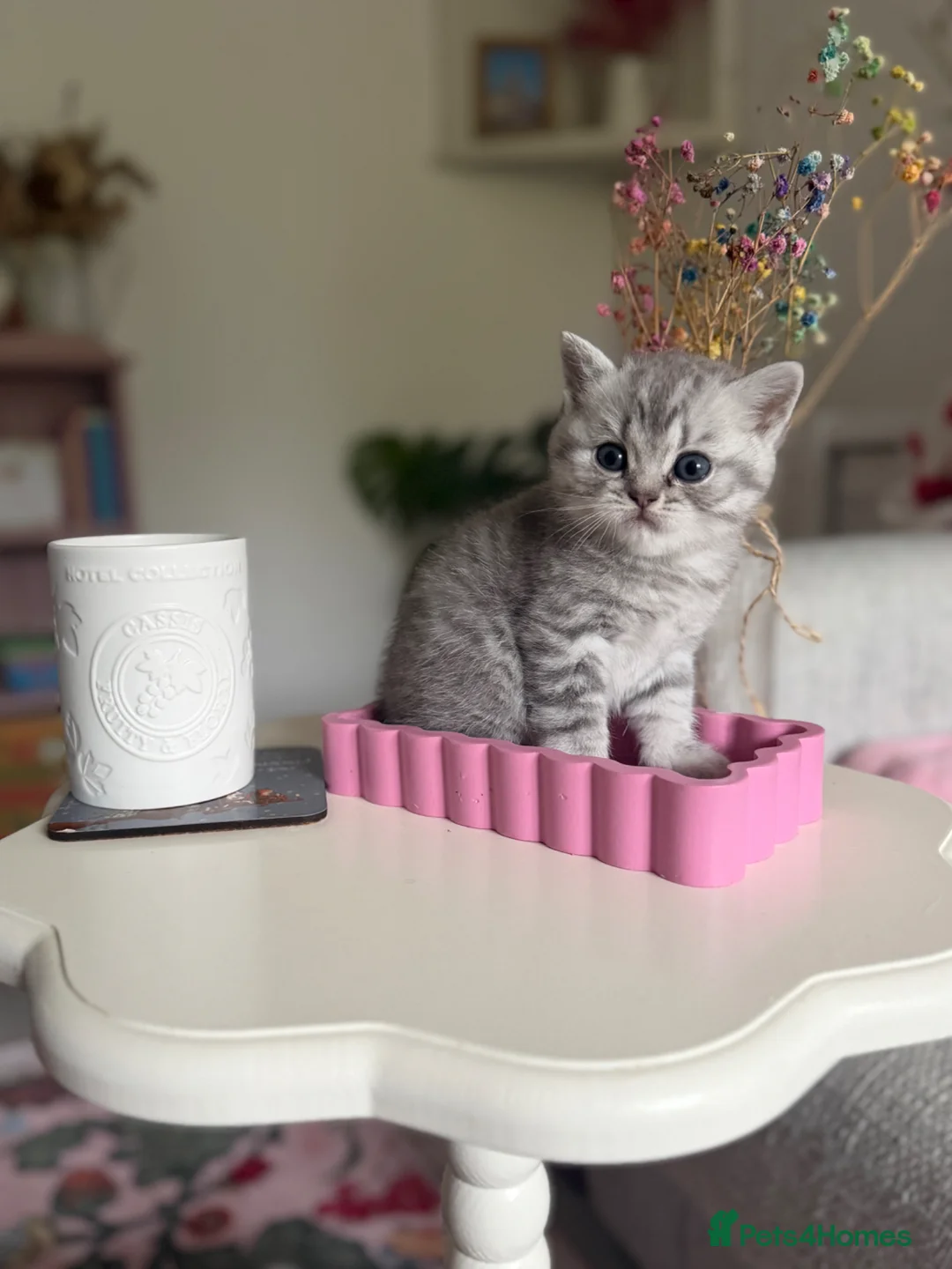 British Shorthair cats for sale: Rare coloured little boy in Rugeley - Advert 1