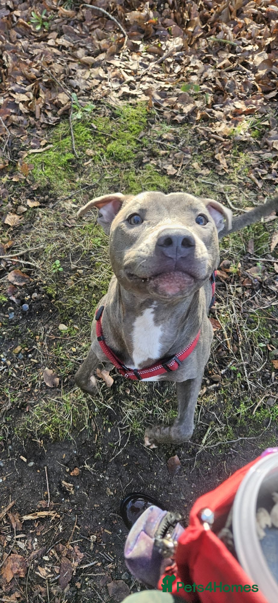 Staffordshire Bull Terrier dogs Frank, our Loving Blue Staffy - Advert 17